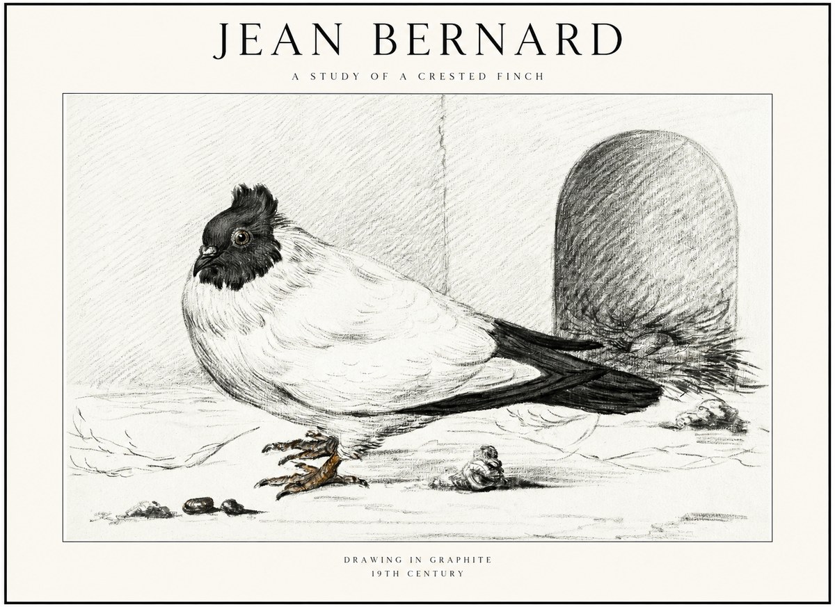 Jean Bernard A Study of a Crested Finch No1 - Juliste