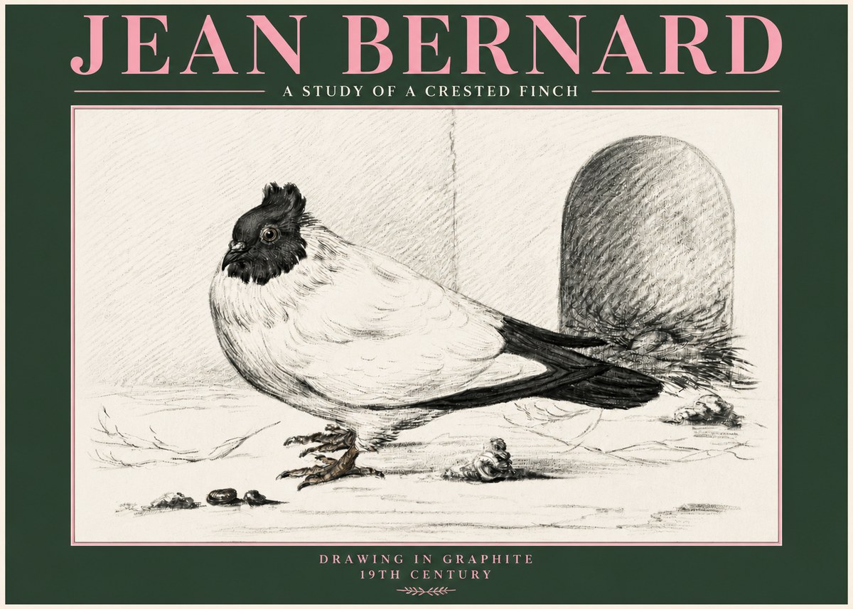 Jean Bernard A Study of a Crested Finch No3 - Juliste