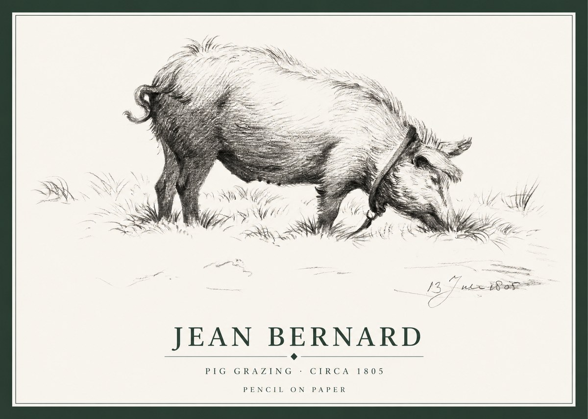 Jean Bernard Pig Grazing No1 - Juliste
