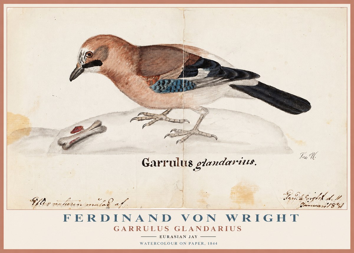 Ferdinand von Wright Garrulus Glandarius No1 - Juliste