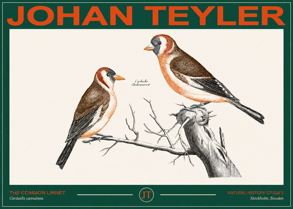 Johan Teyler The Common Linnet No2 - Juliste