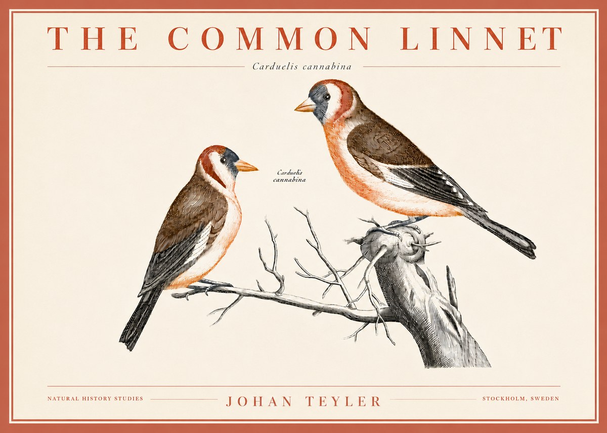 Johan Teyler The Common Linnet No3 - Juliste