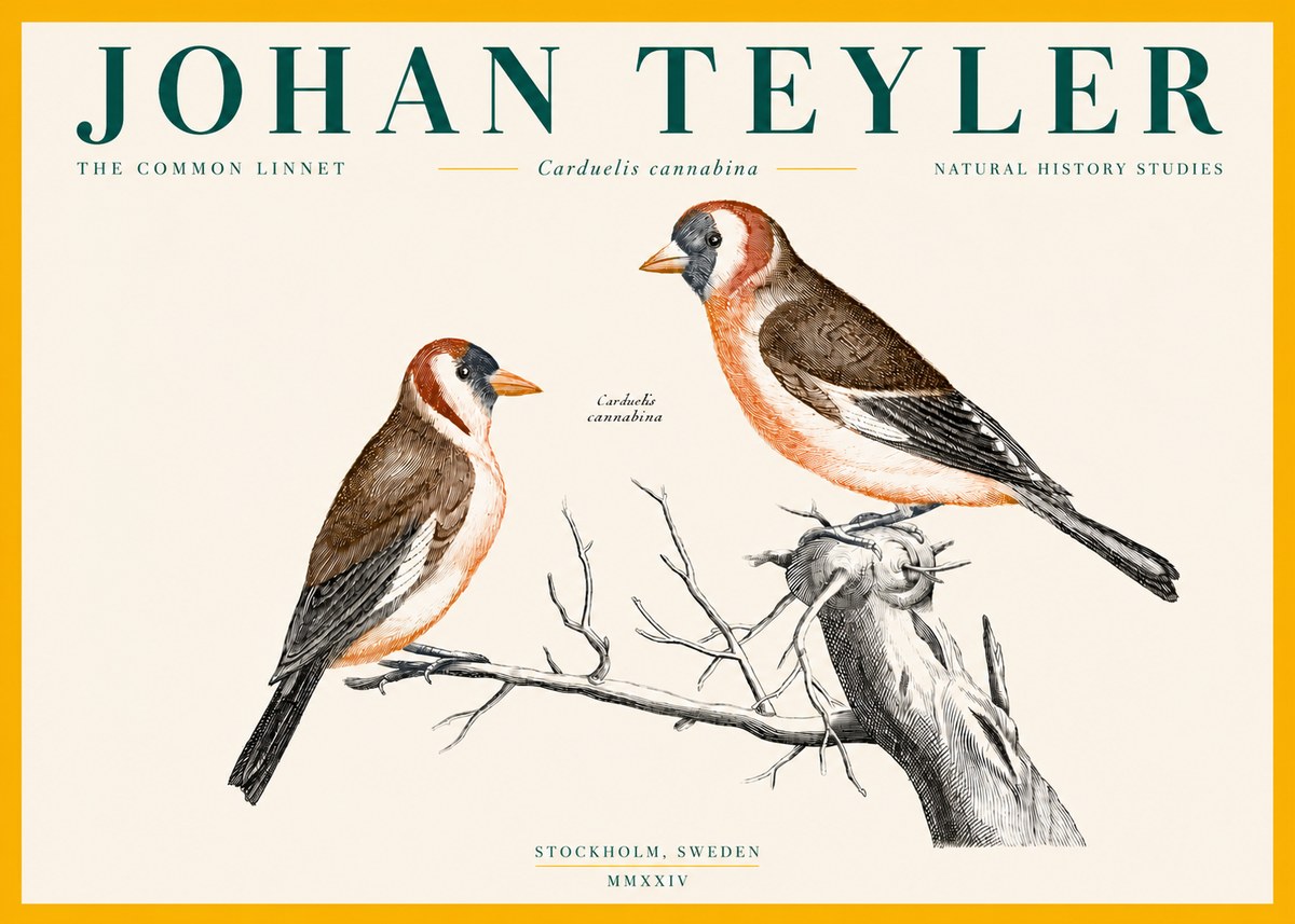 Johan Teyler The Common Linnet No4 - Juliste