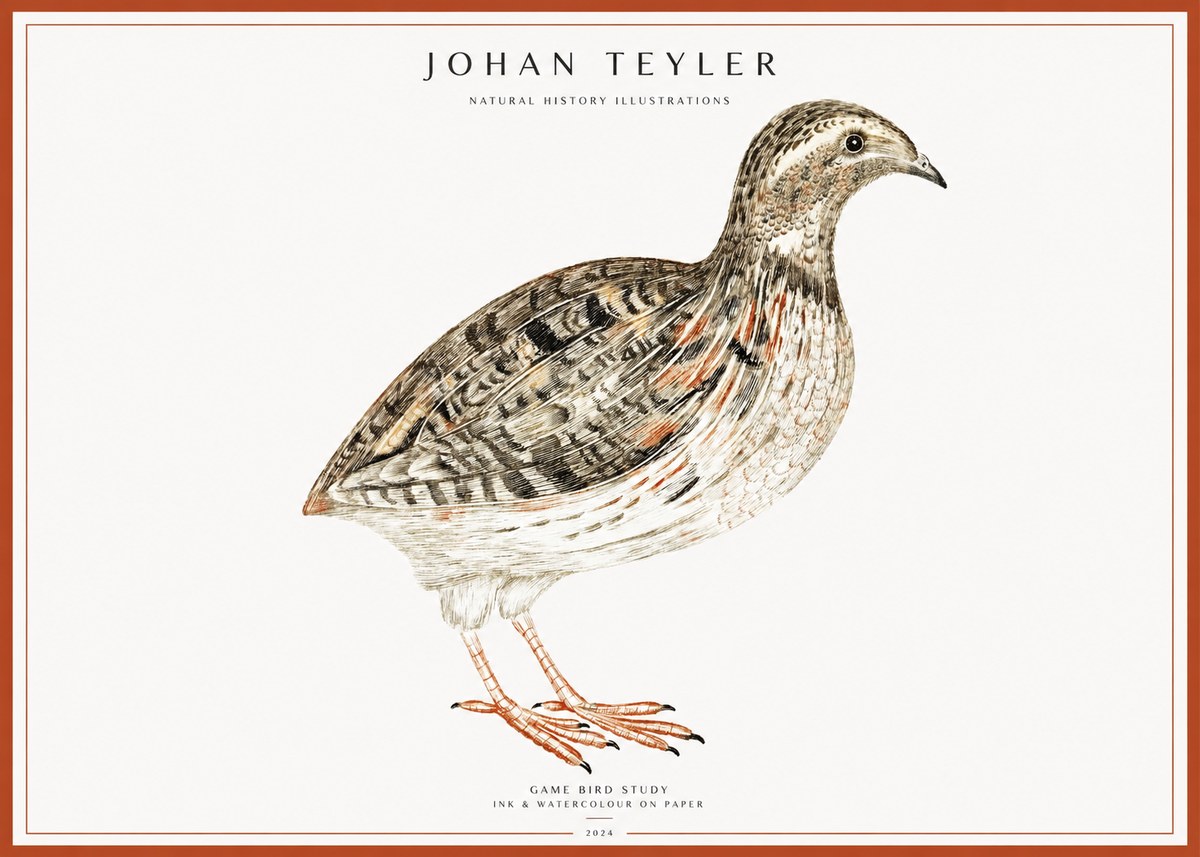 Johan Teyler Game Bird Study No1 - Juliste