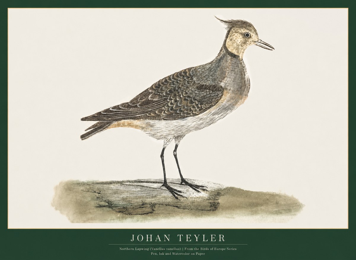Johan Teyler Northern Lapwing (Vanellus Vanellus) No1 - Juliste