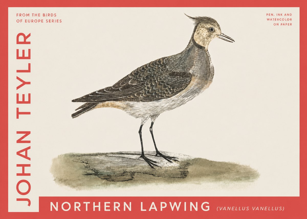 Johan Teyler Northern Lapwing (Vanellus Vanellus) No4 - Juliste
