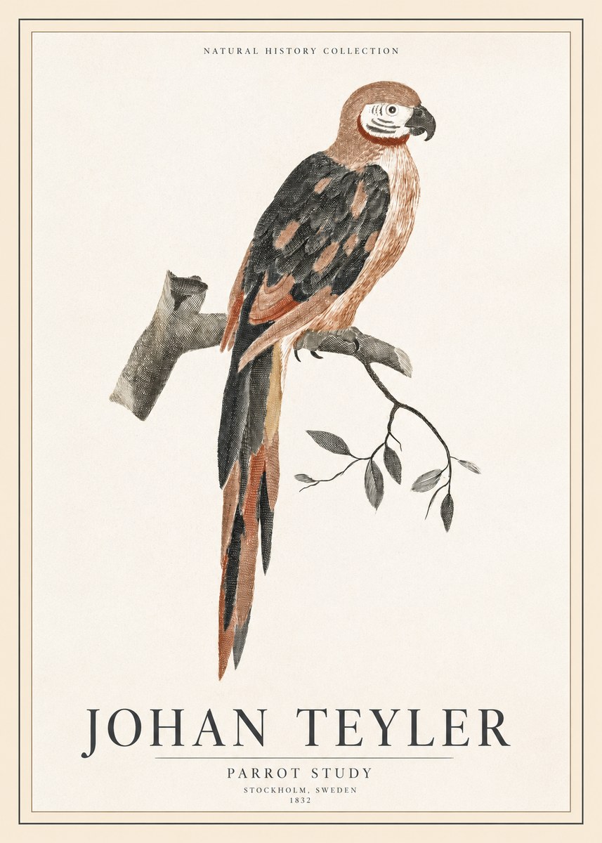 Johan Teyler Parrot Study I No1 - Juliste