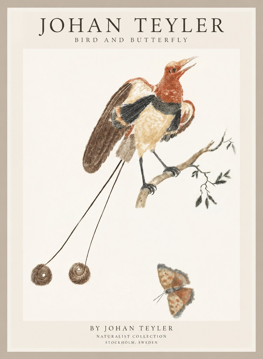 Johan Teyler Bird and Butterfly No1 - Juliste