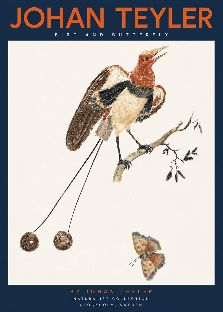 Johan Teyler Bird and Butterfly No2 - Juliste