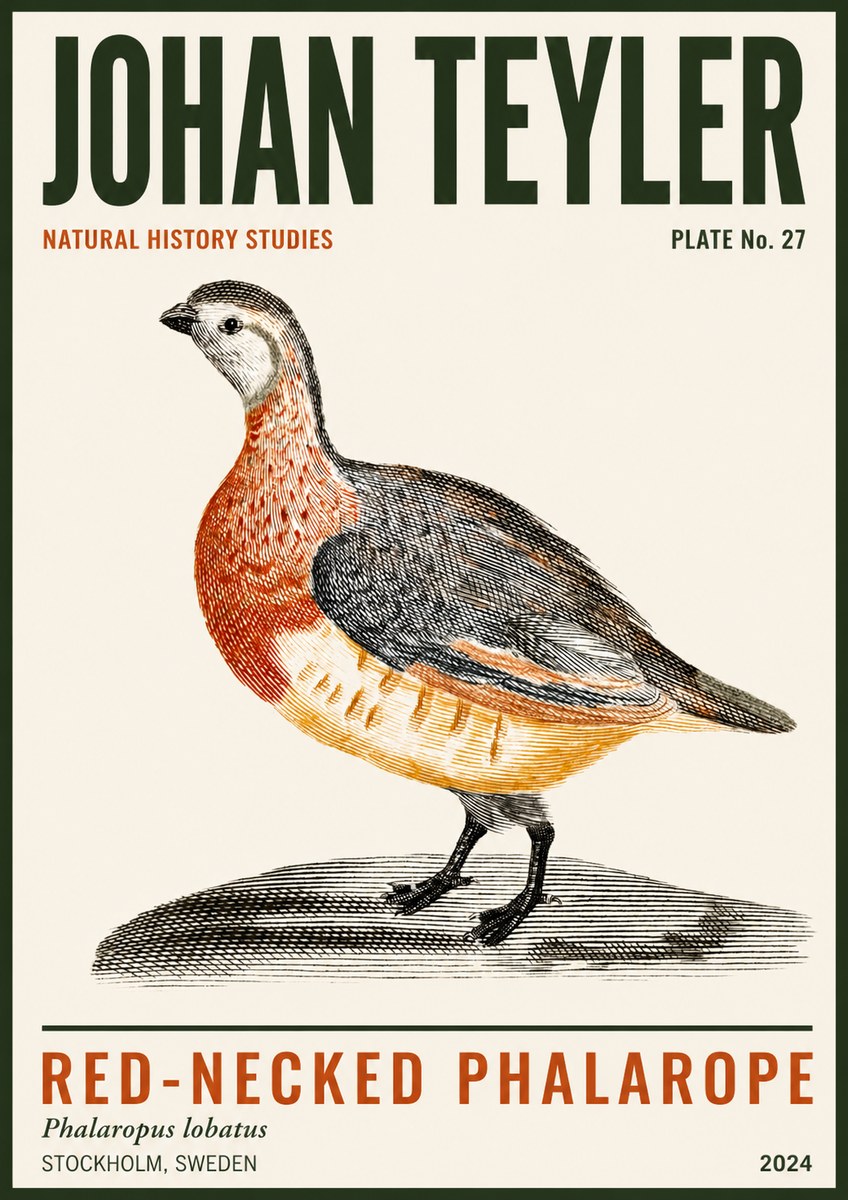 Johan Teyler Red-necked Phalarope No3 - Juliste