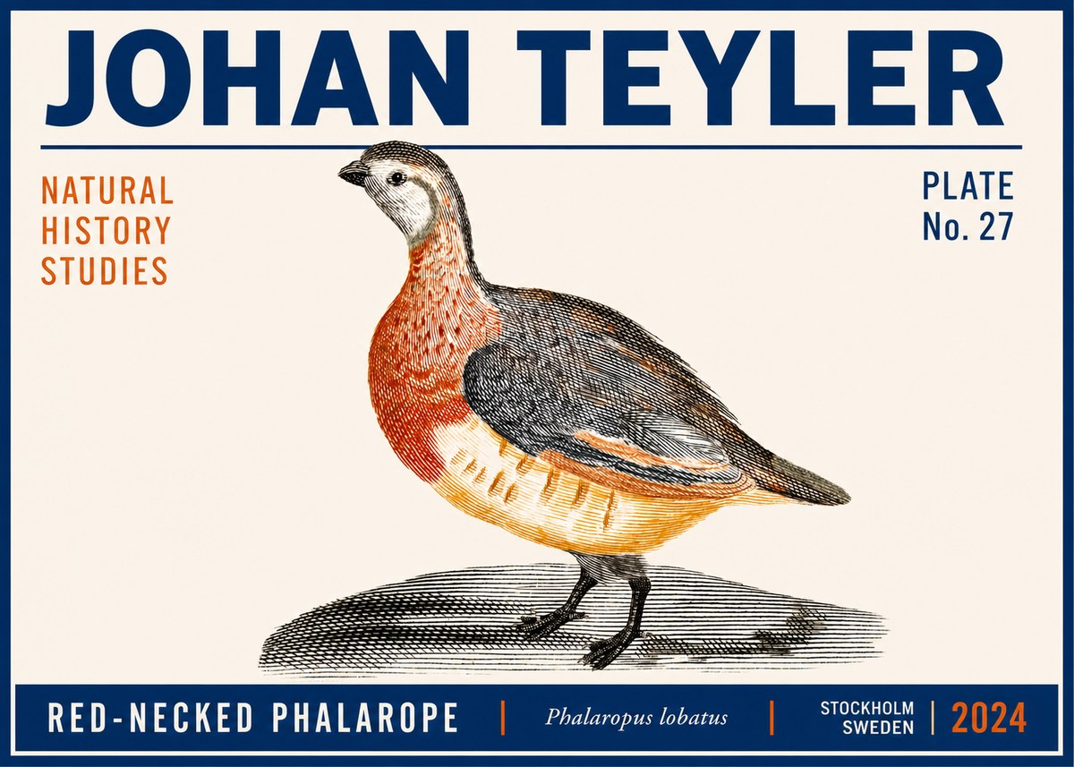 Johan Teyler Red-necked Phalarope No6 - Juliste