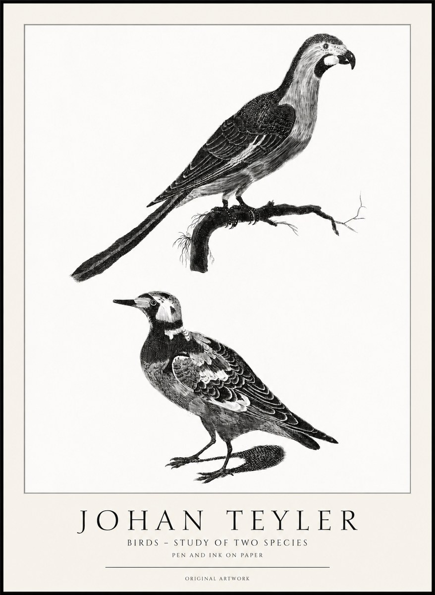 Johan Teyler Birds - Study of Two Species No1 - Juliste