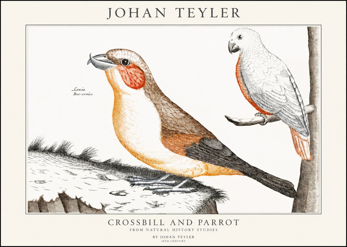 Johan Teyler Crossbill and Parrot No1 - Juliste