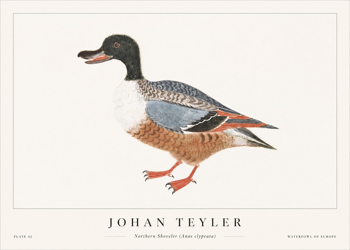 Johan Teyler Northern Shoveler (Anas Clypeata) No1 - Juliste