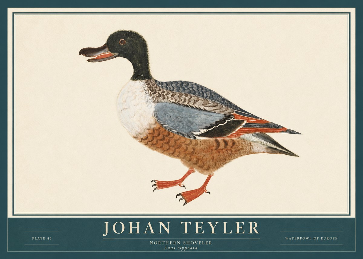 Johan Teyler Northern Shoveler (Anas Clypeata) No3 - Juliste