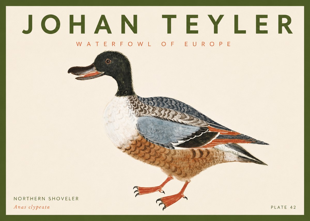 Johan Teyler Northern Shoveler (Anas Clypeata) No4 - Juliste