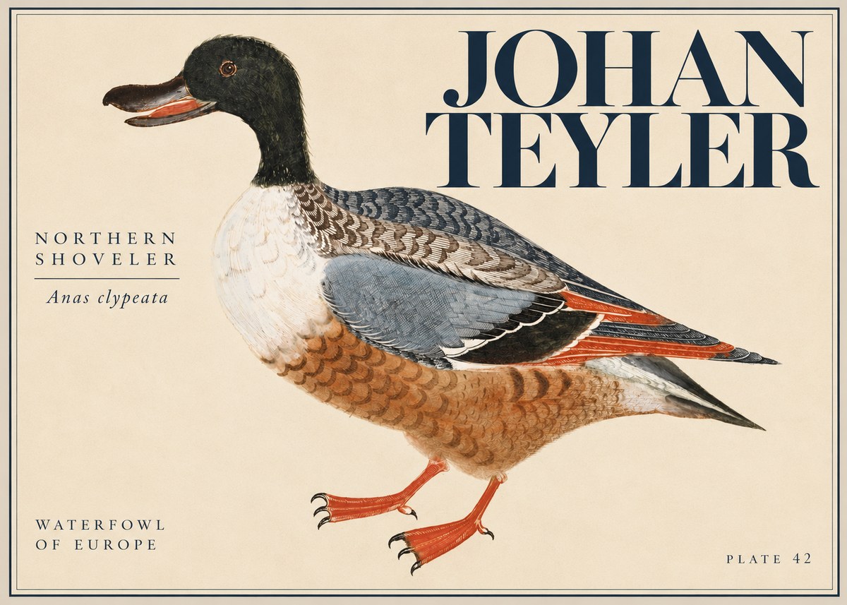 Johan Teyler Northern Shoveler (Anas Clypeata) No5 - Juliste