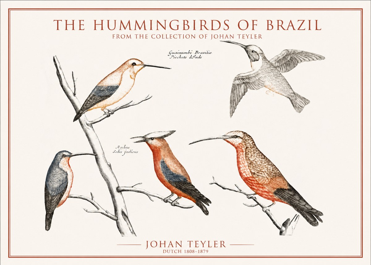 Johan Teyler The Hummingbirds of Brazil from the Collection of Johan Teyler No1 - Juliste