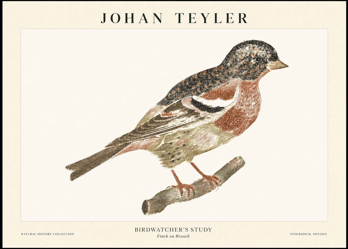 Johan Teyler Finch on Branch No1 - Juliste