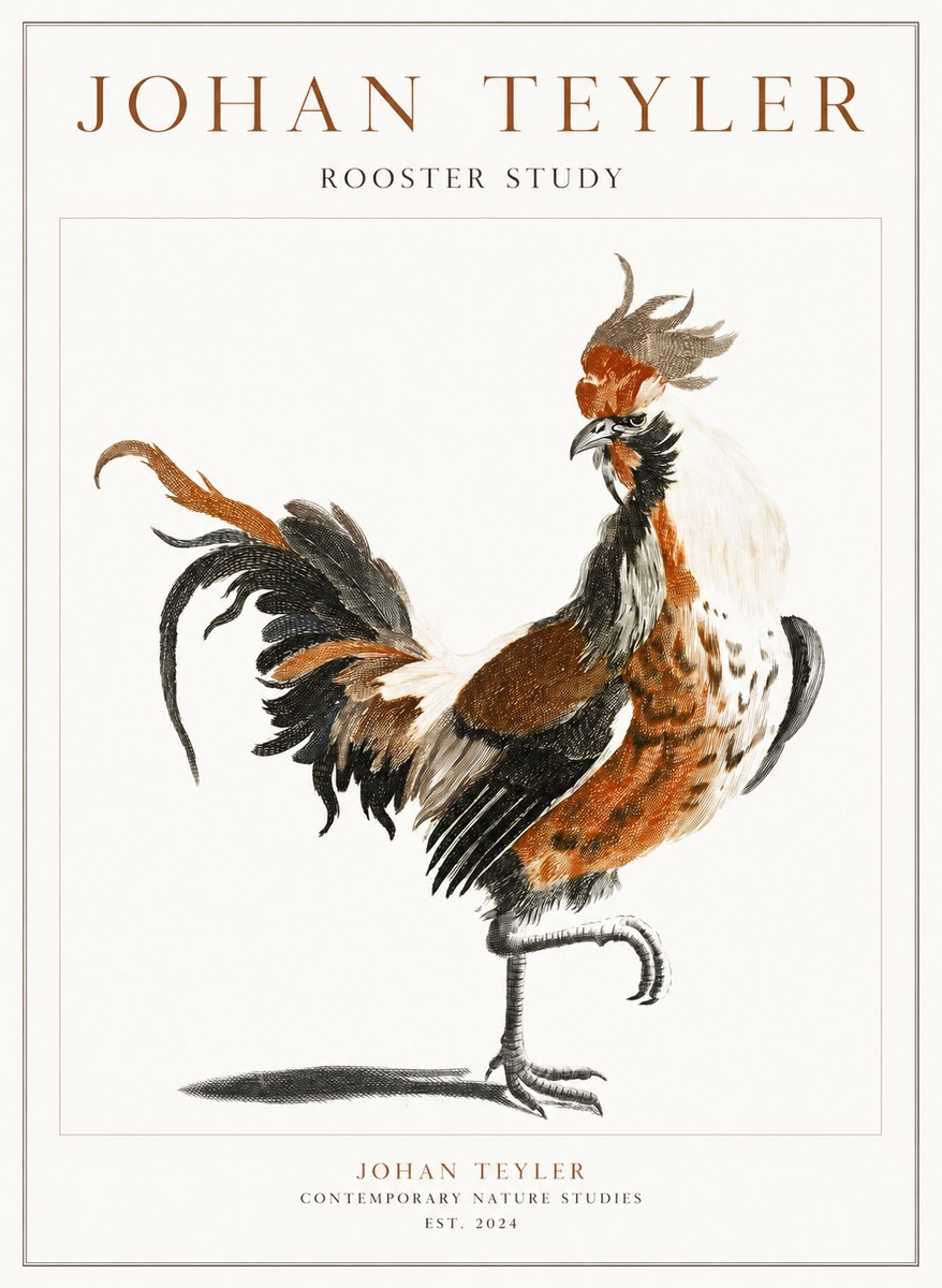 Johan Teyler Rooster Study No1 - Juliste