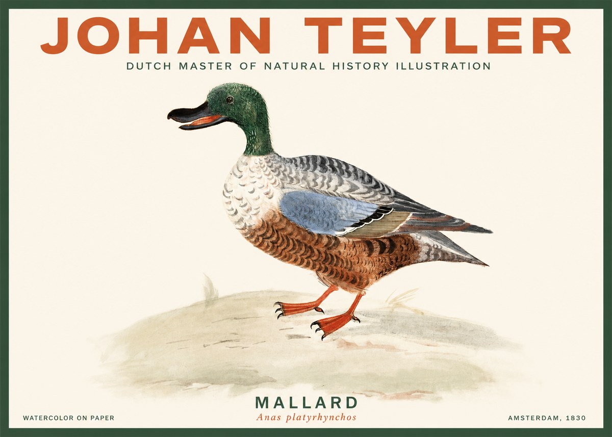 Johan Teyler A Study of a Duck No3 - Juliste