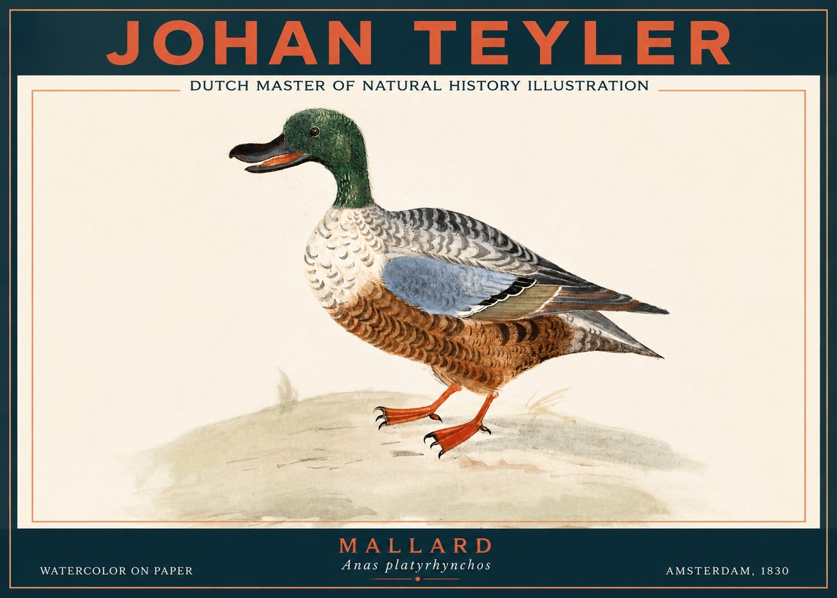 Johan Teyler A Study of a Duck No4 - Juliste