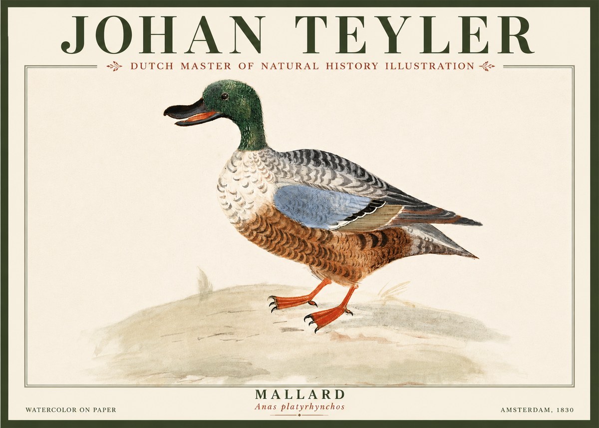 Johan Teyler A Study of a Duck No5 - Juliste