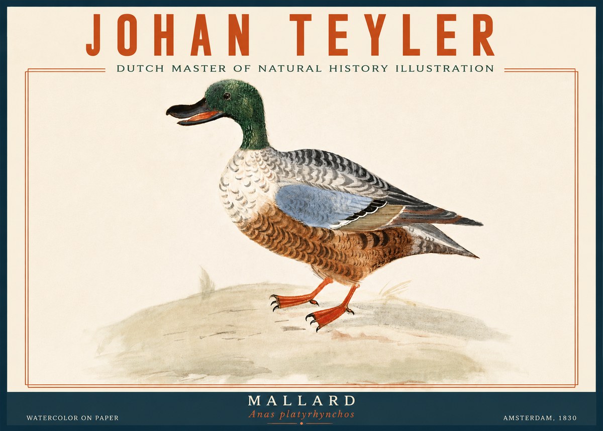 Johan Teyler A Study of a Duck No6 - Juliste