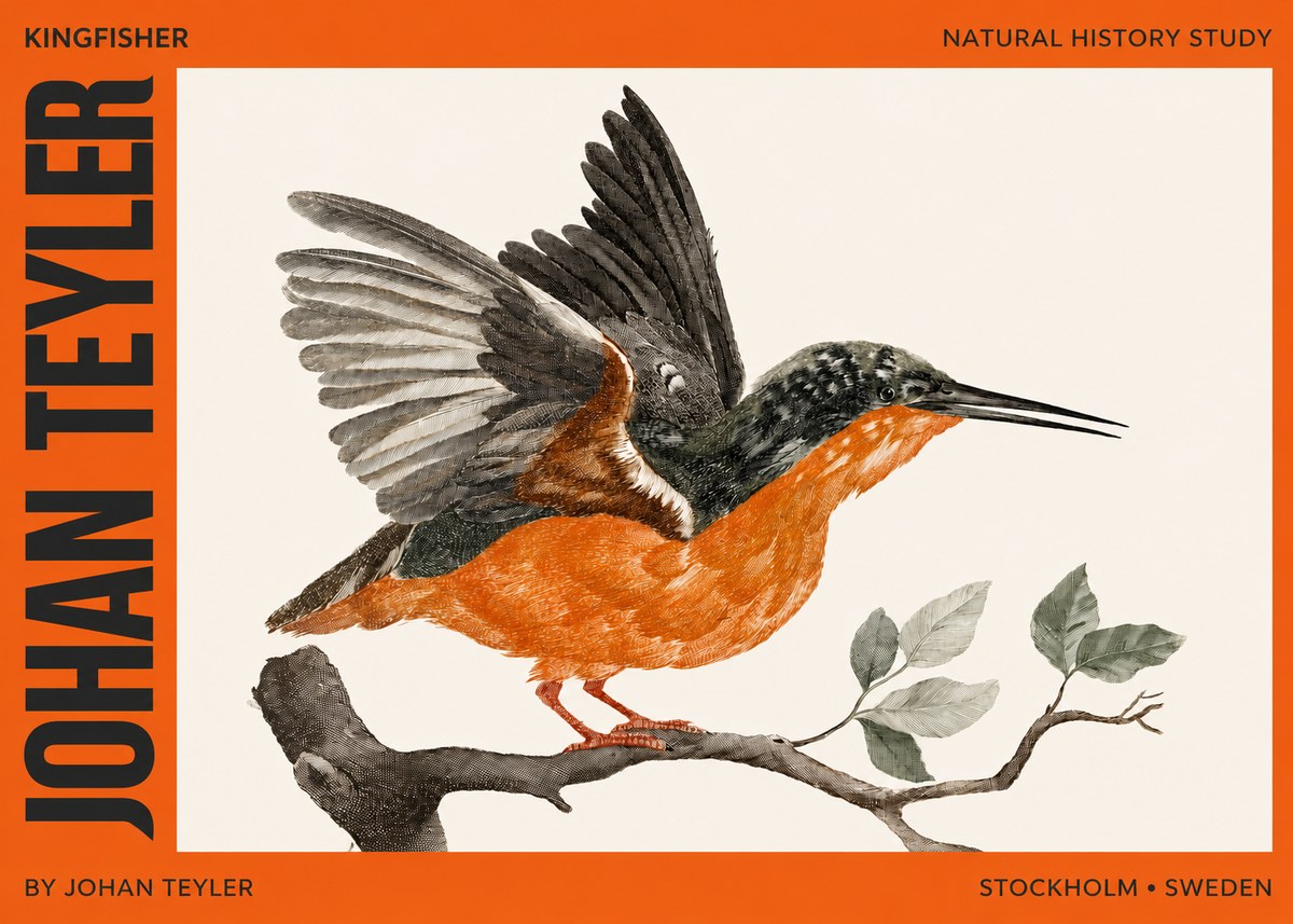 Johan Teyler Kingfisher No2 - Juliste