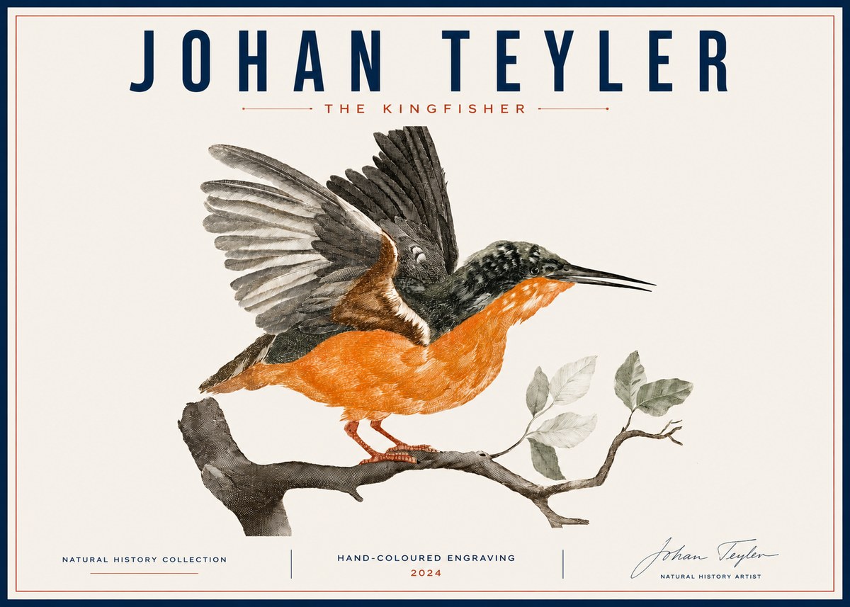 Johan Teyler Kingfisher No6 - Juliste