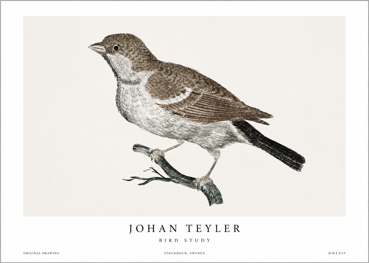 Johan Teyler Bird Study II No1 - Juliste