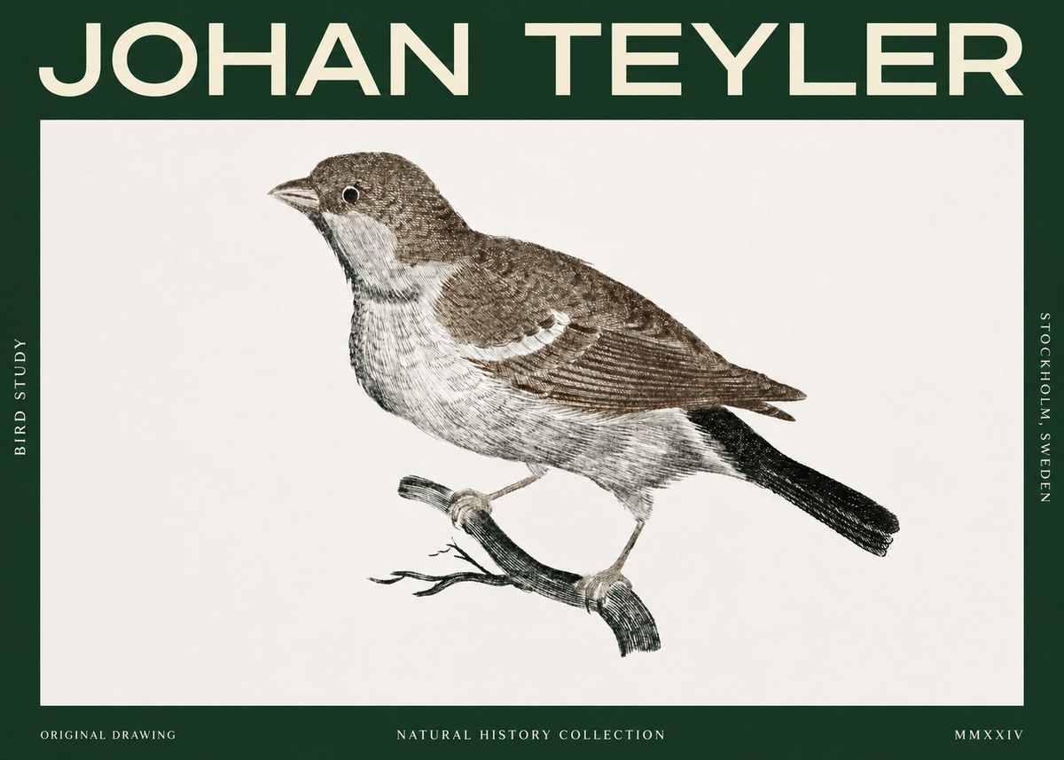 Johan Teyler Bird Study II No2 - Juliste