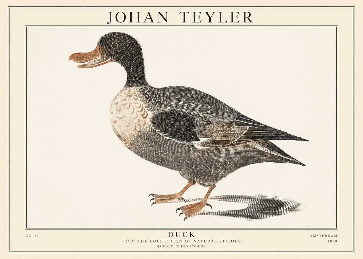 Johan Teyler Duck I No1 - Juliste
