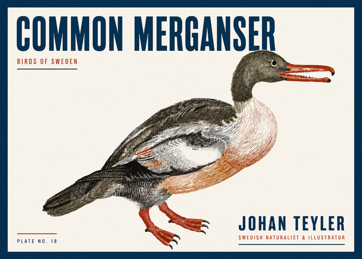 Johan Teyler Common Merganser No6 - Juliste