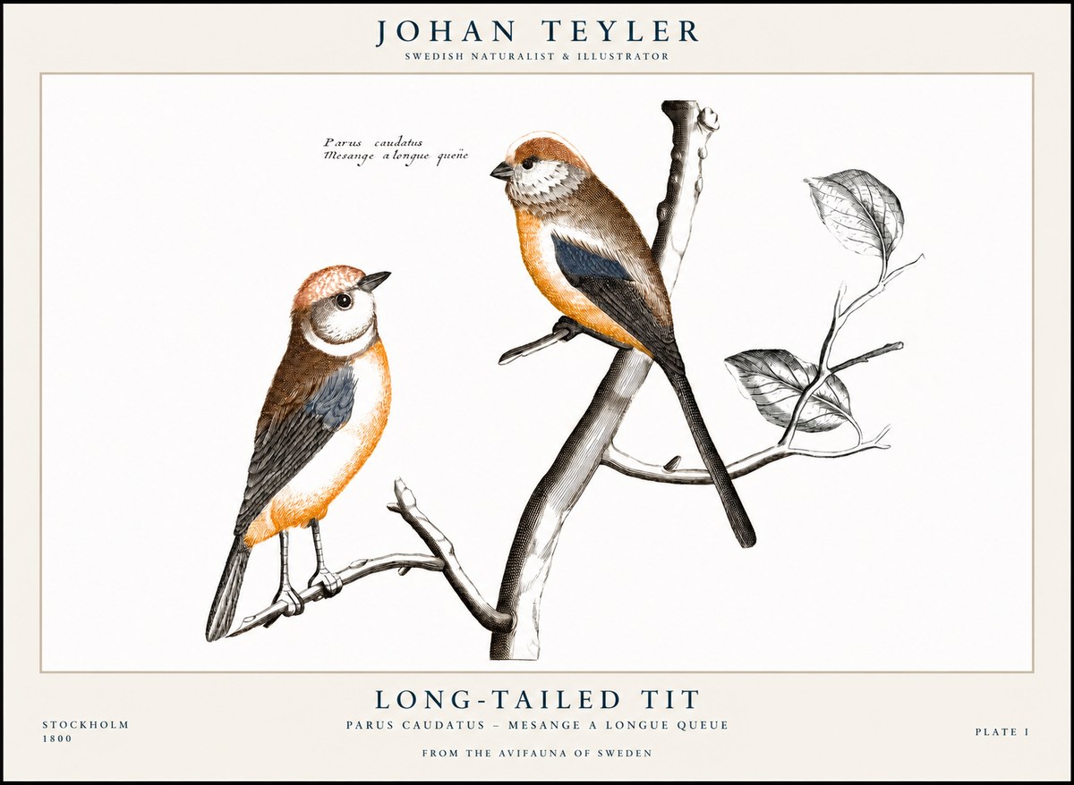 Johan Teyler Long-tailed Tit No1 - Juliste
