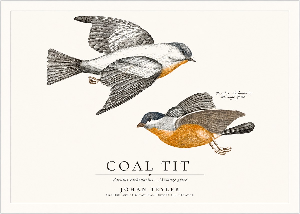 Johan Teyler Coal Tit No1 - Juliste