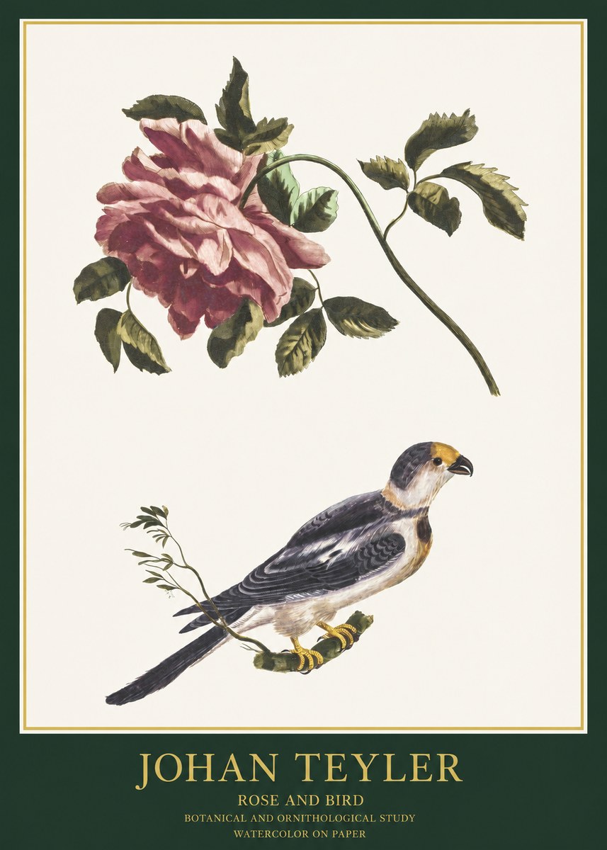Johan Teyler Rose and Bird I No1 - Juliste