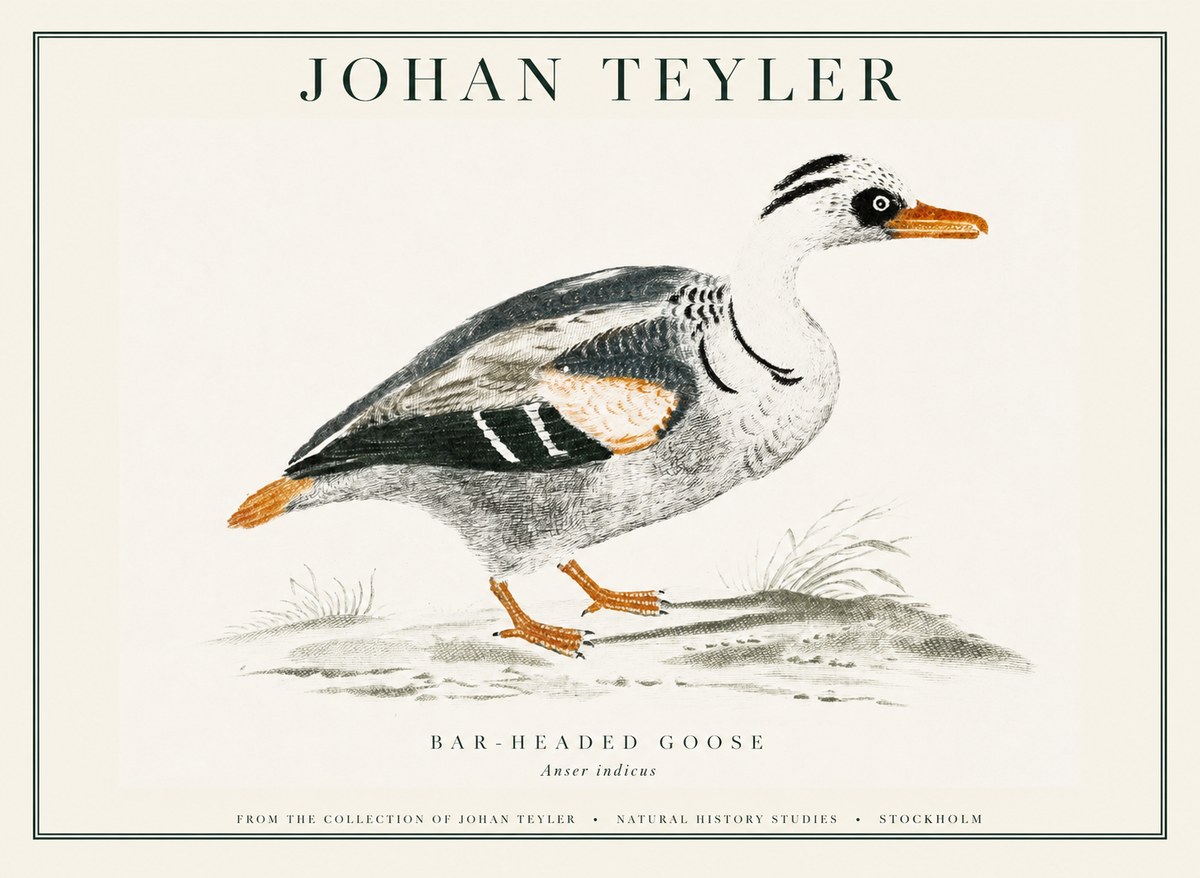 Johan Teyler Bar-headed Goose No1 - Juliste