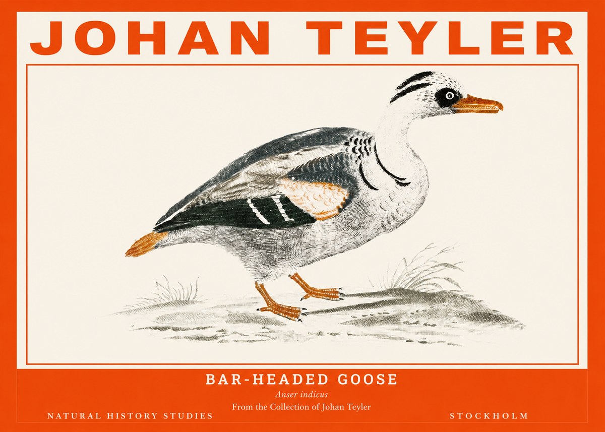 Johan Teyler Bar-headed Goose No2 - Juliste