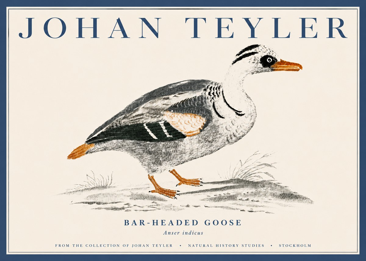 Johan Teyler Bar-headed Goose No4 - Juliste