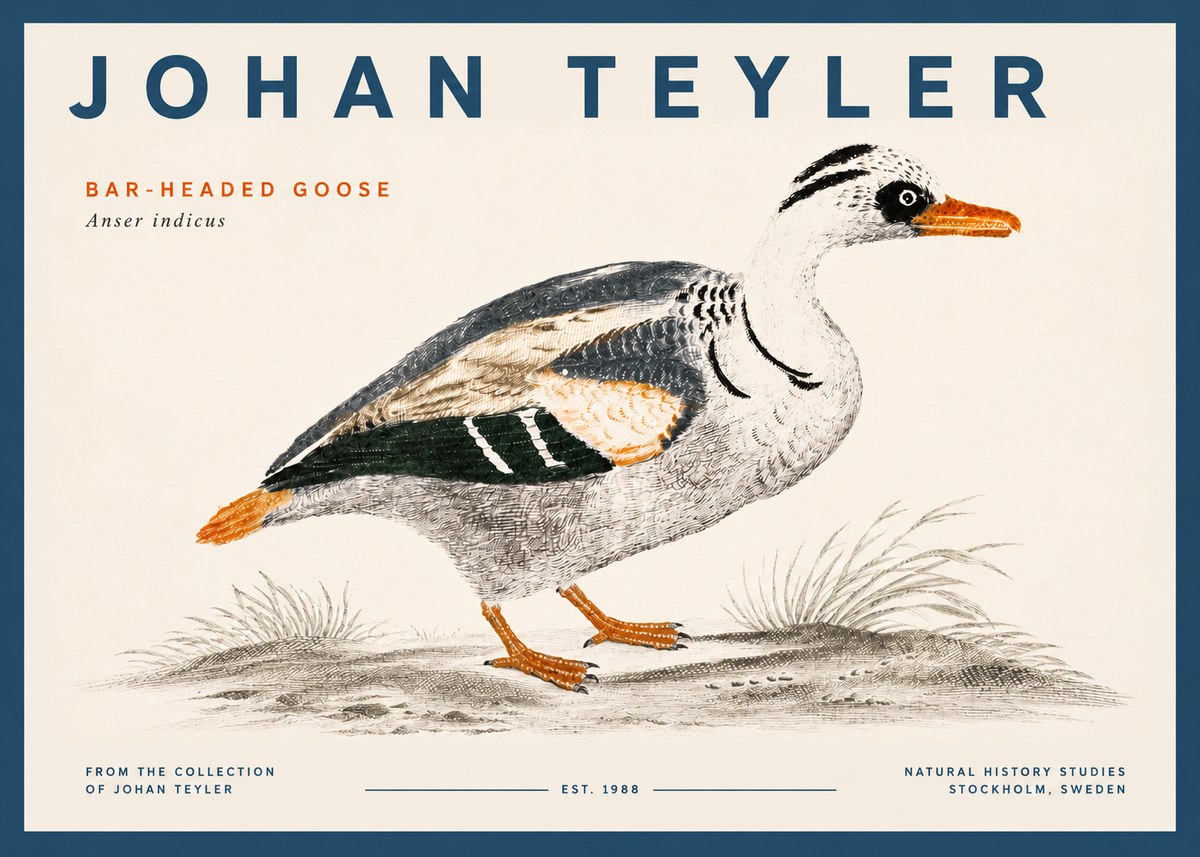 Johan Teyler Bar-headed Goose No5 - Juliste