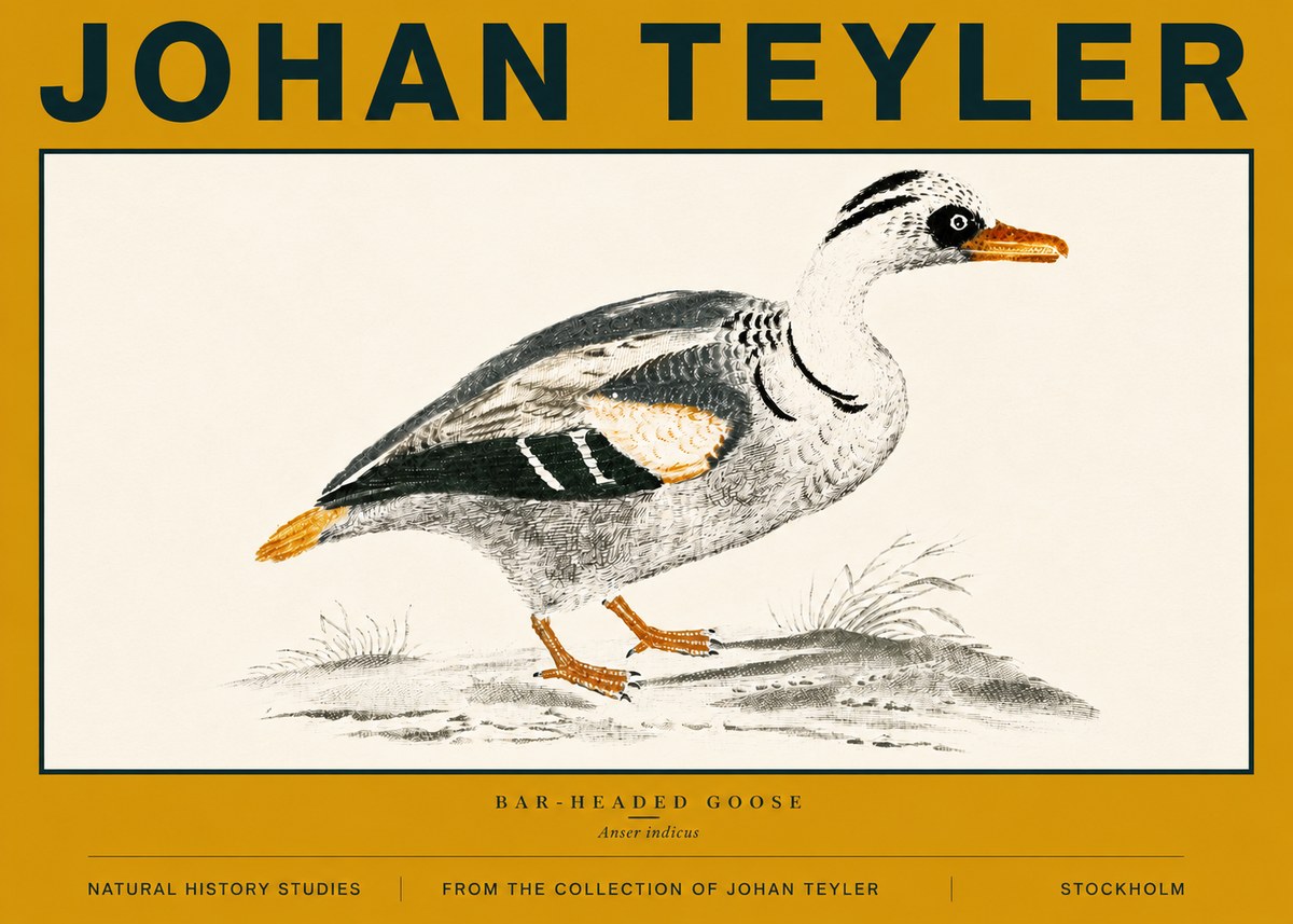 Johan Teyler Bar-headed Goose No6 - Juliste