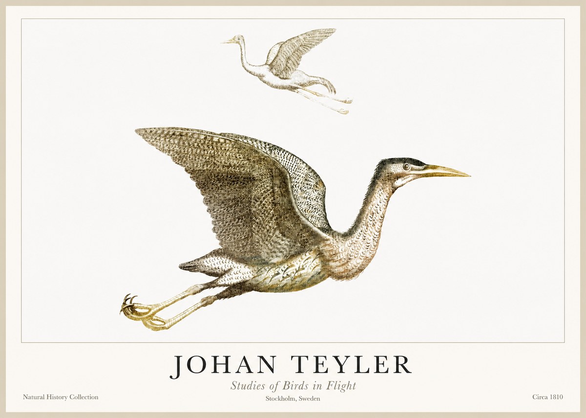 Johan Teyler Studies of Birds in Flight No1 - Juliste