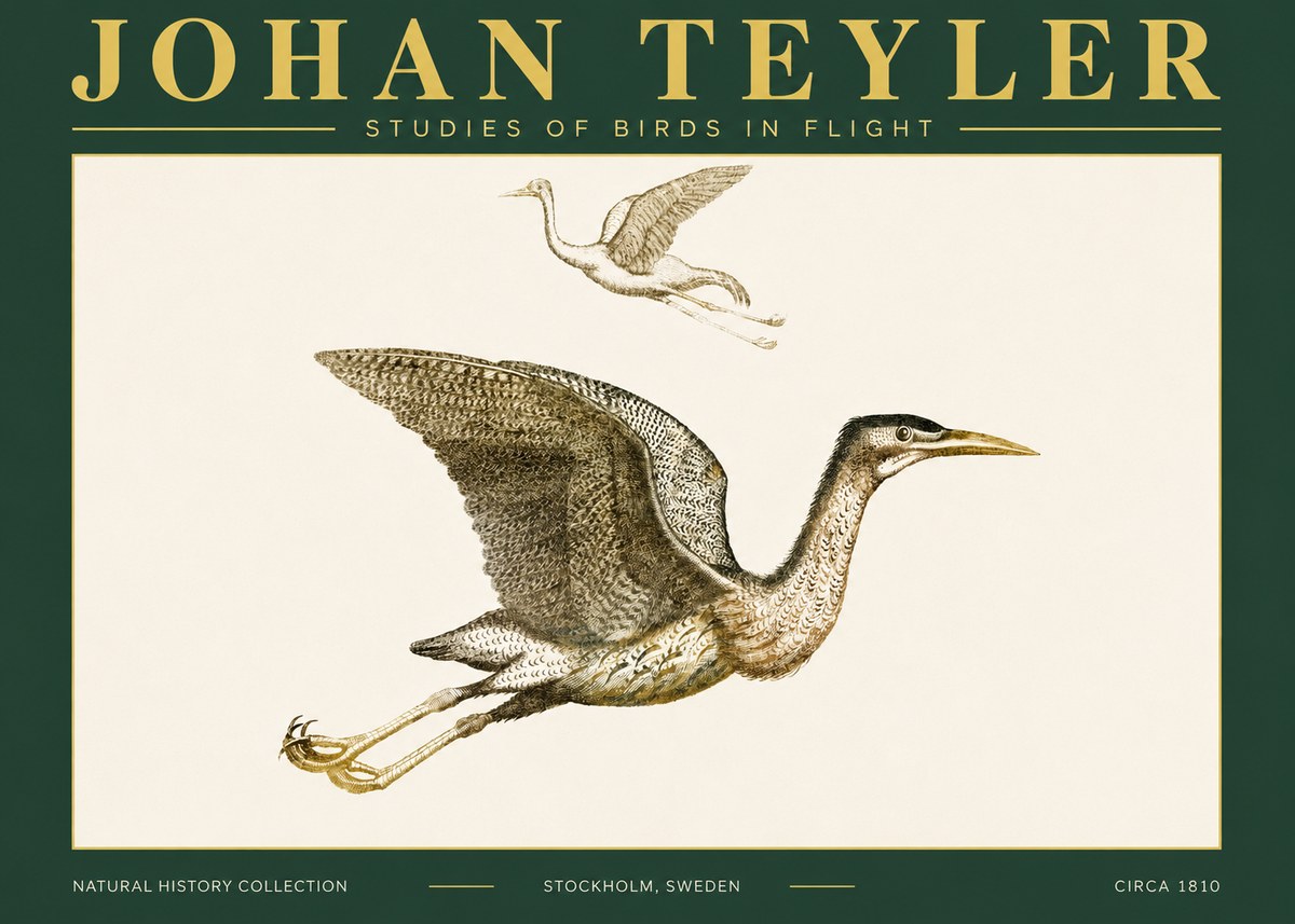 Johan Teyler Studies of Birds in Flight No4 - Juliste