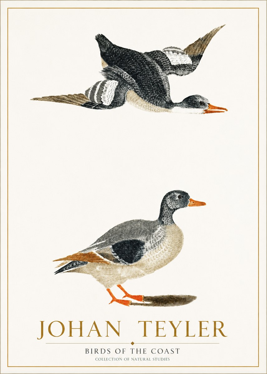 Johan Teyler Birds of the Coast No1 - Juliste