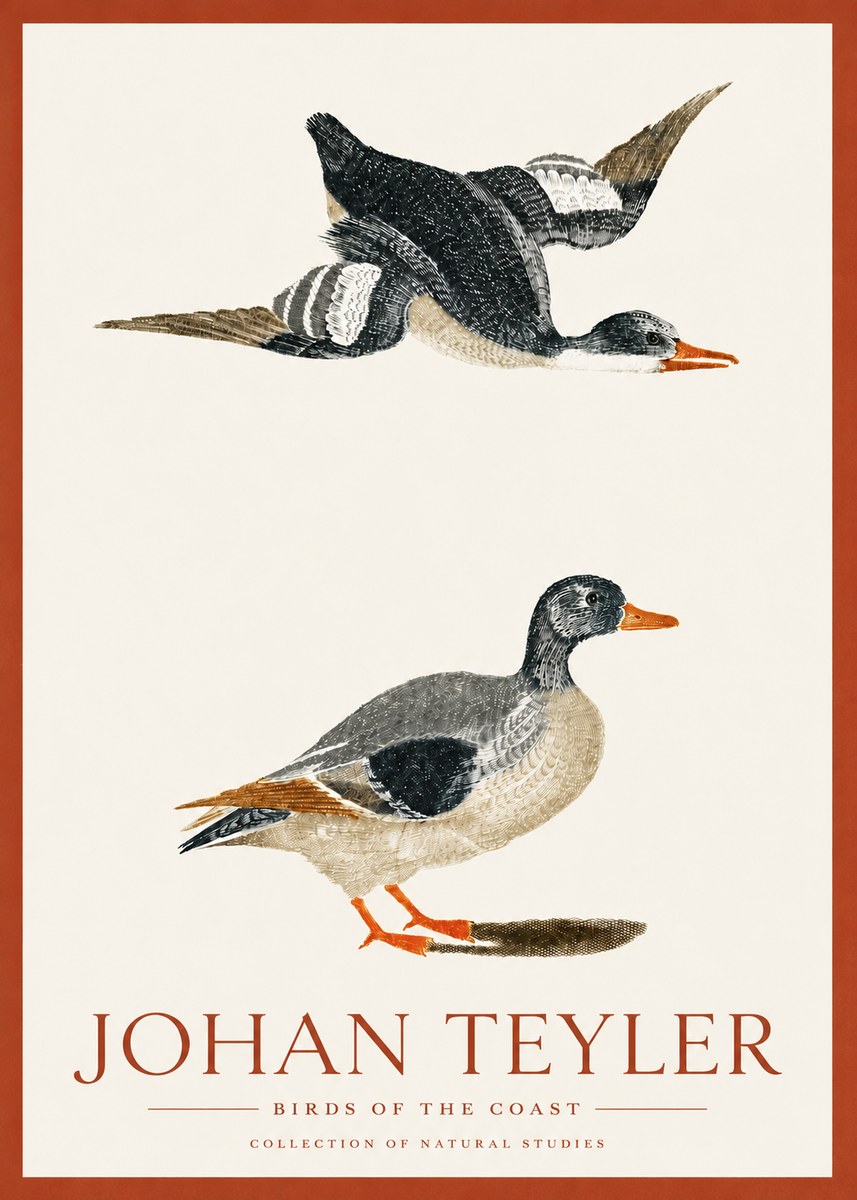 Johan Teyler Birds of the Coast No3 - Juliste