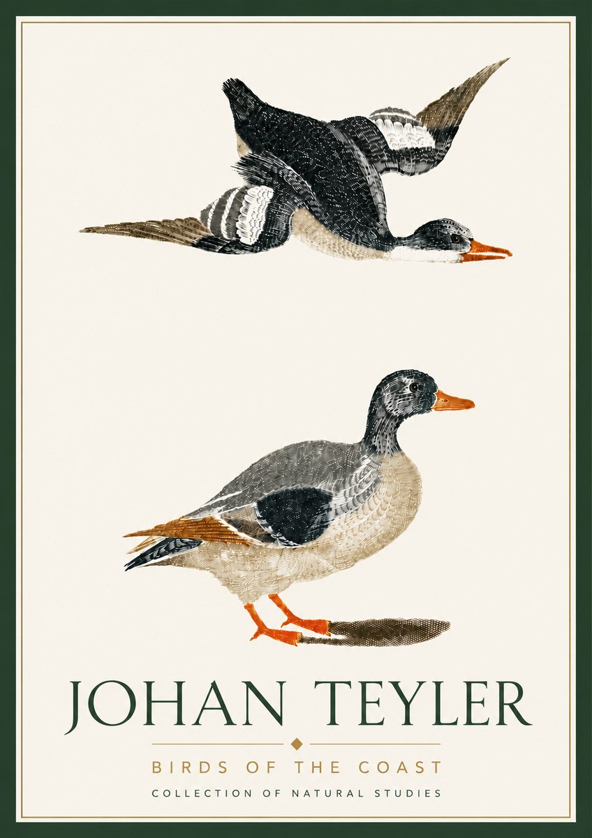 Johan Teyler Birds of the Coast No6 - Juliste