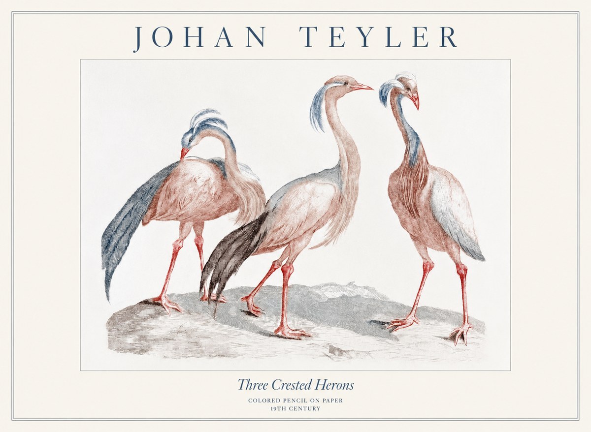 Johan Teyler Three Crested Herons No1 - Juliste