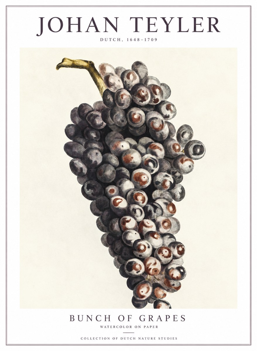 Johan Teyler Bunch of Grapes No1 - Juliste