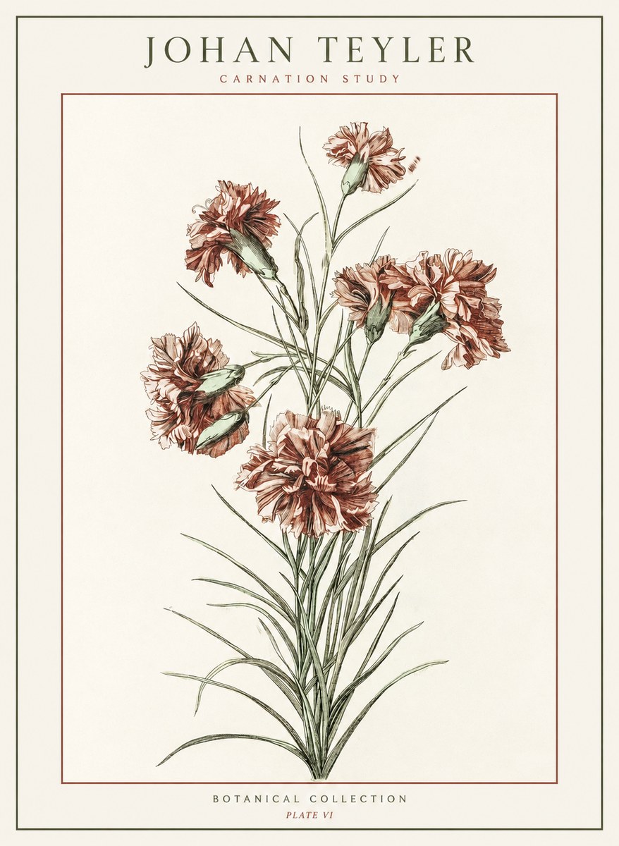 Johan Teyler Carnation Study No1 - Juliste